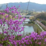 金仙寺湖湖畔の桜落下