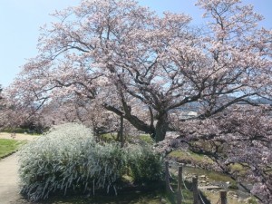 有馬川緑道の桜樹