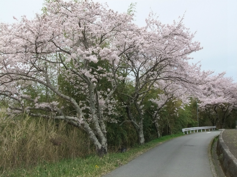 城の垣内稲荷神社の有馬川緑道の桜並木405