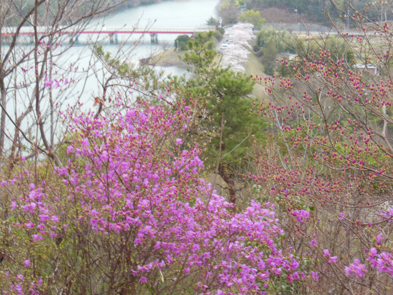 南参道中腹、湖畔の白色は桜