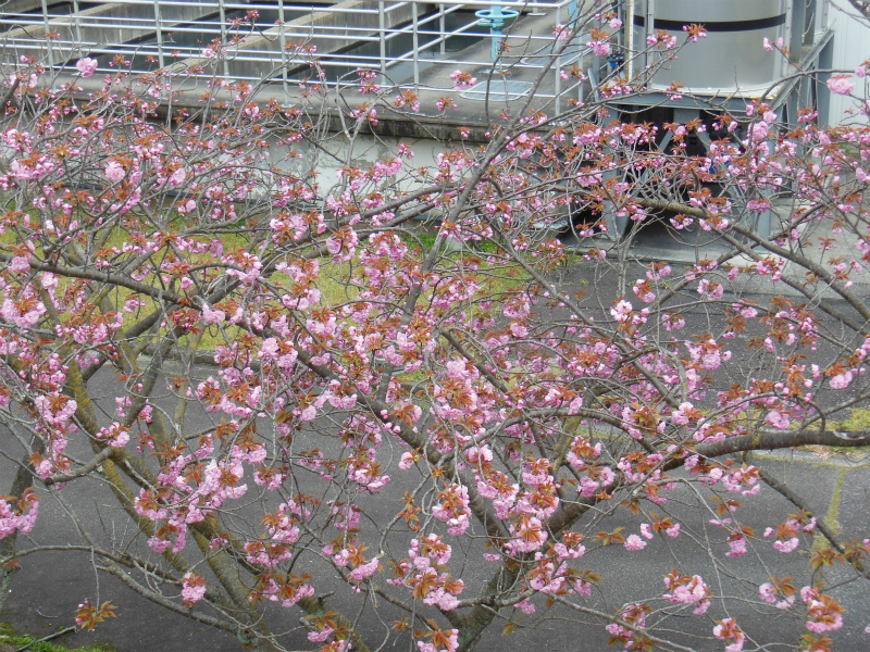 浄水場の八重桜