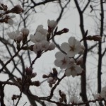 山口の桜