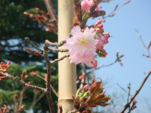 夙川舞桜