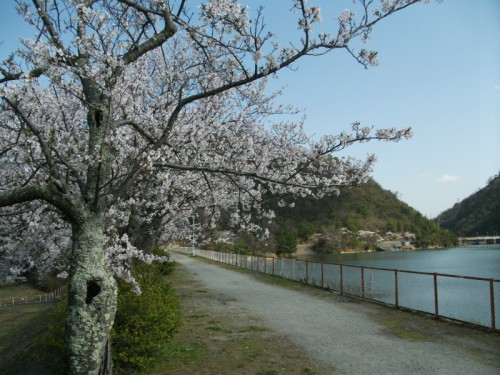 金仙寺湖の春