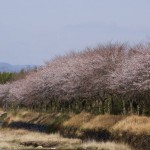 西宮山口の桜スポット