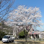 カフェレストラン・アリスの近くの山桜