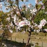 桜が満開！