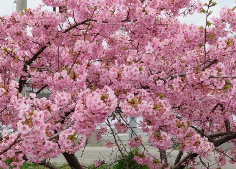 城の垣内稲荷神社　河津桜