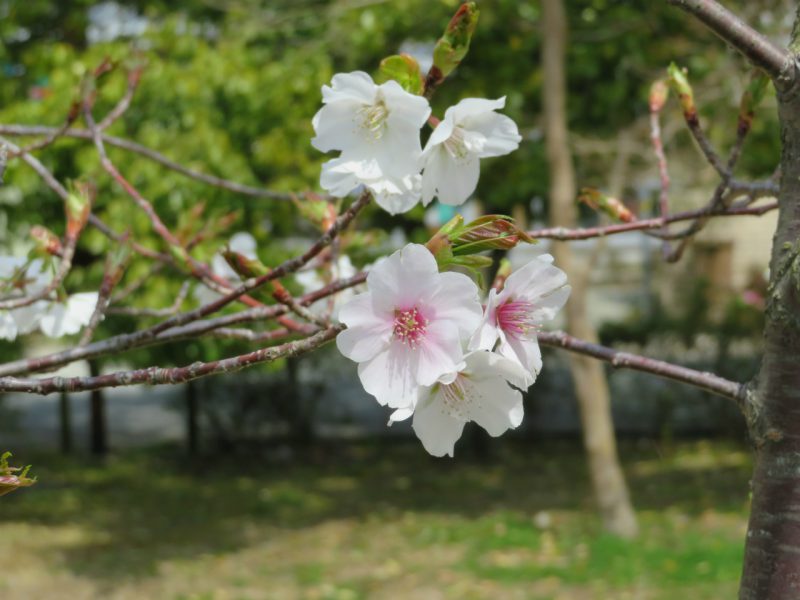 笹部桜